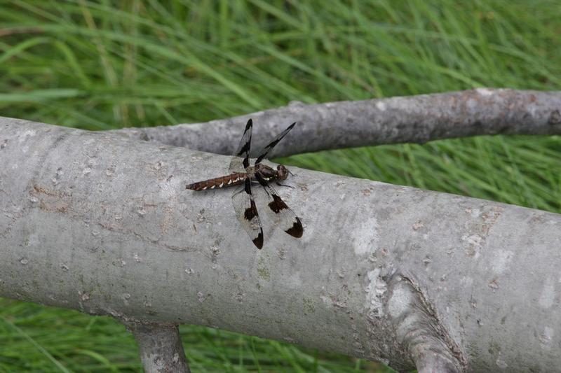 Photo of Common Whitetail