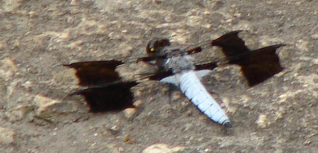 Photo of Common Whitetail