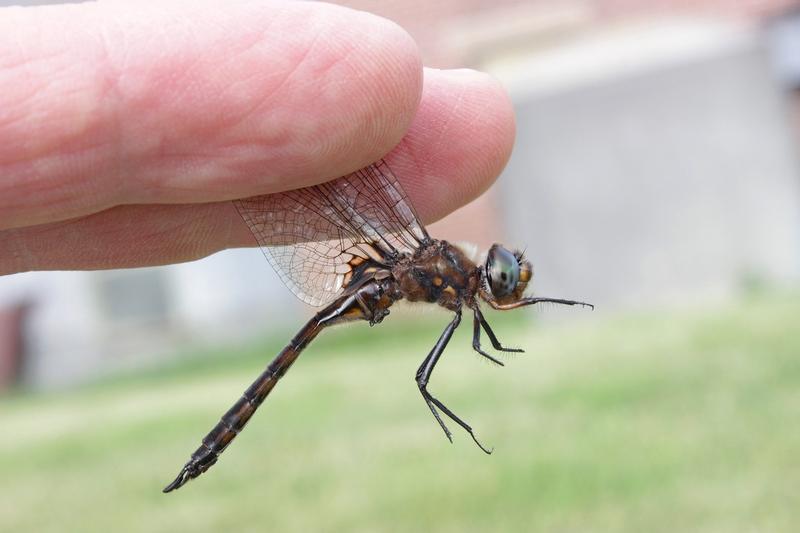 Photo of Common Baskettail