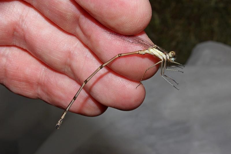 Photo of Slender Spreadwing