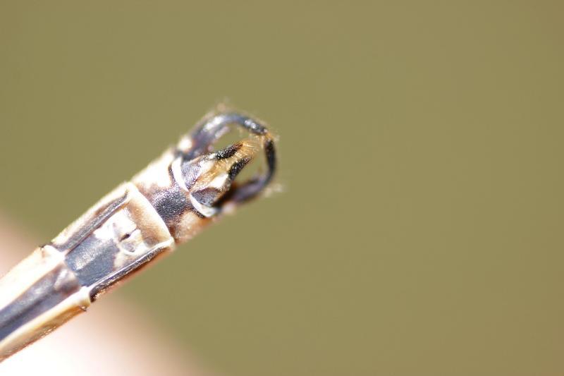 Photo of Slender Spreadwing