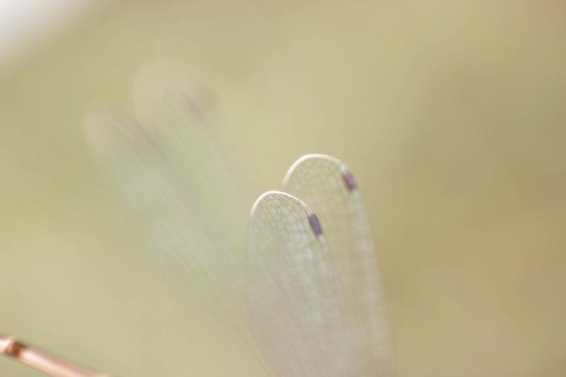 Photo of Slender Spreadwing