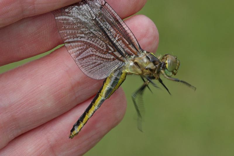 Photo of Widow Skimmer