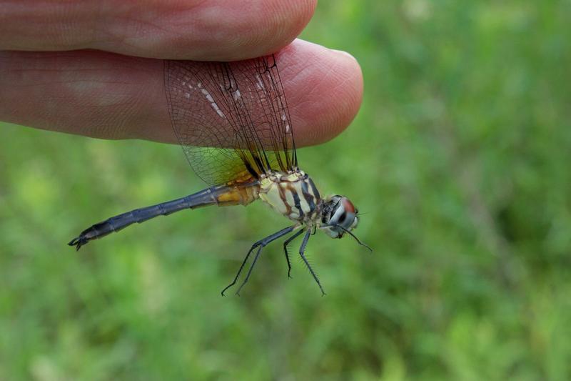 Photo of Blue Dasher