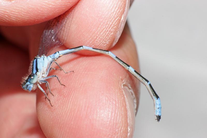 Photo of Tule Bluet