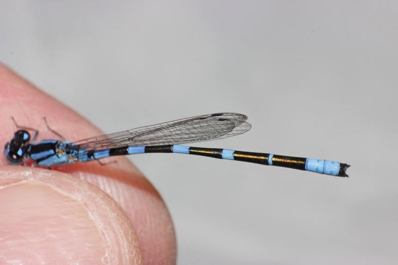 Photo of Tule Bluet