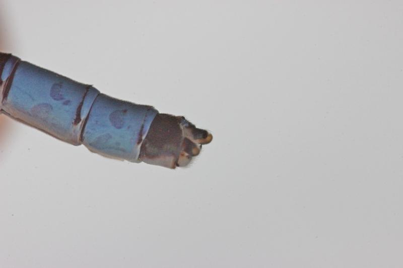 Photo of Tule Bluet