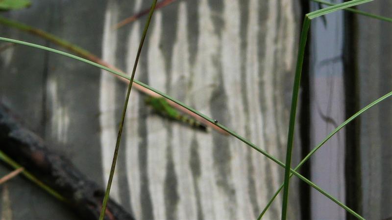 Photo of Eastern Pondhawk