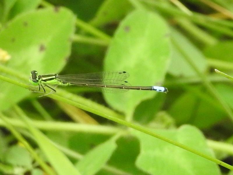 Photo of Eastern Forktail