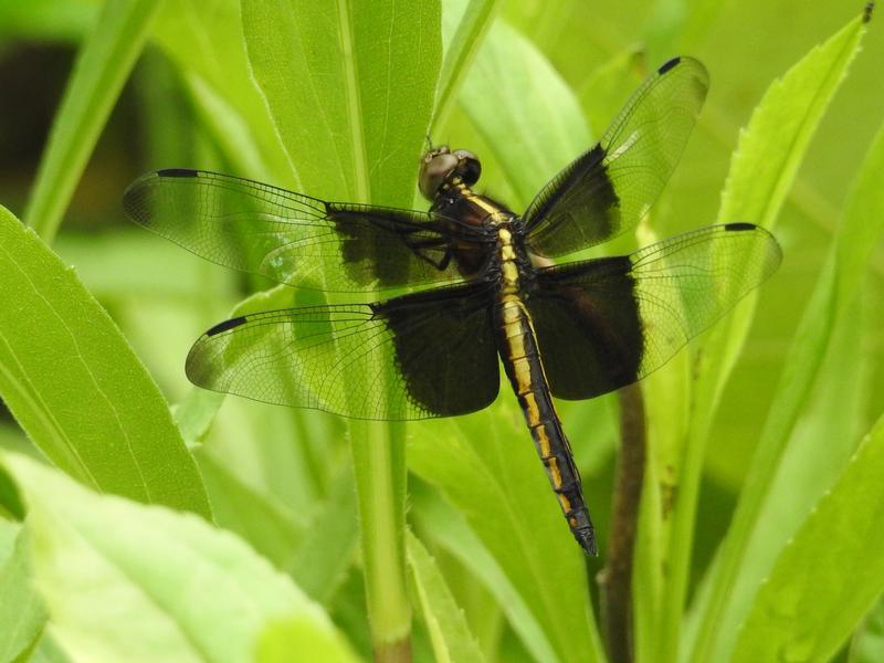 Photo of Widow Skimmer