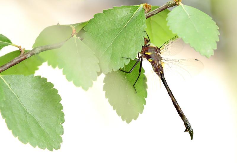 Photo of Ski-tipped Emerald