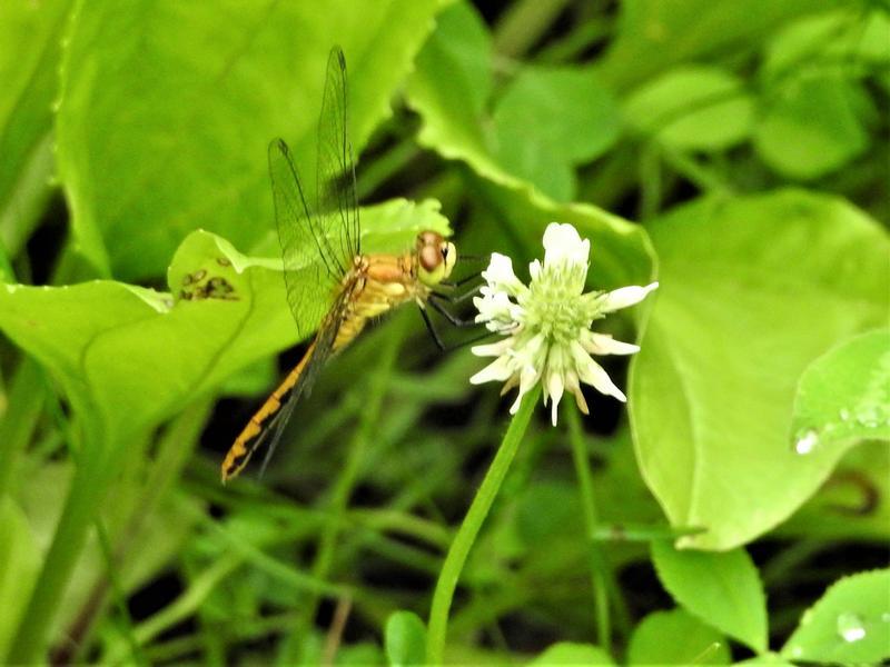 Photo of White-faced Meadowhawk