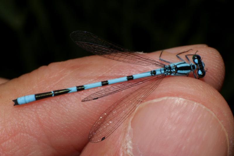 Photo of Marsh Bluet