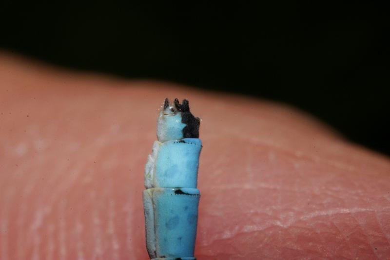 Photo of Marsh Bluet