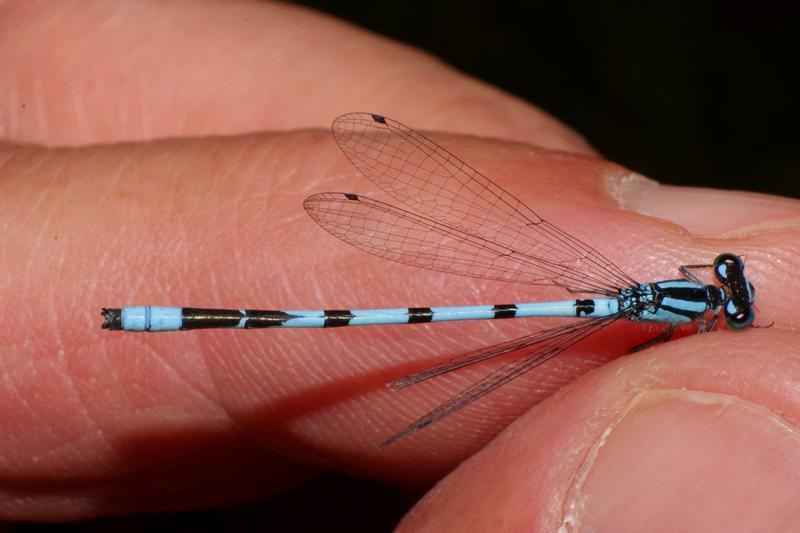 Photo of Marsh Bluet