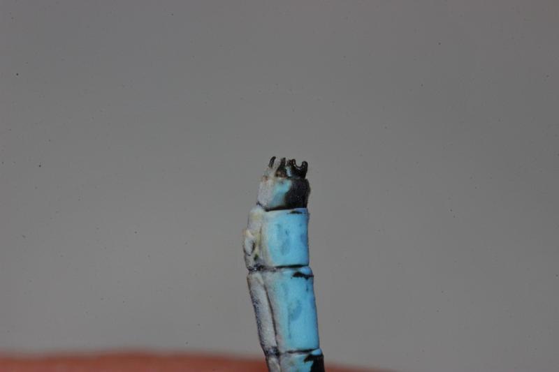 Photo of Marsh Bluet