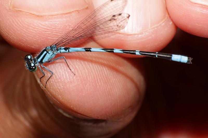 Photo of Marsh Bluet
