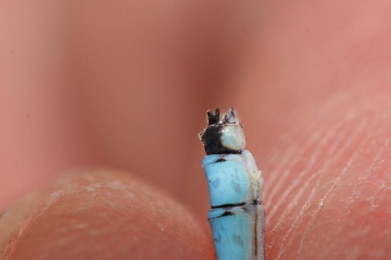 Photo of Marsh Bluet