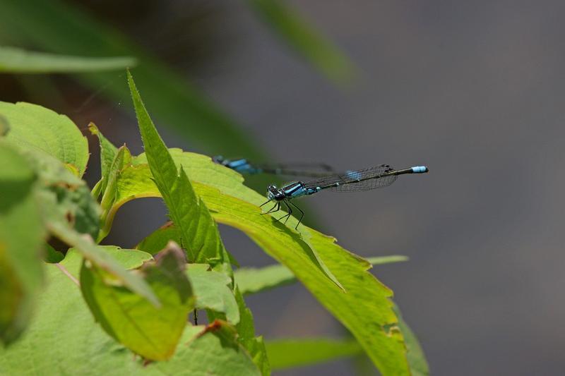 Photo of Skimming Bluet