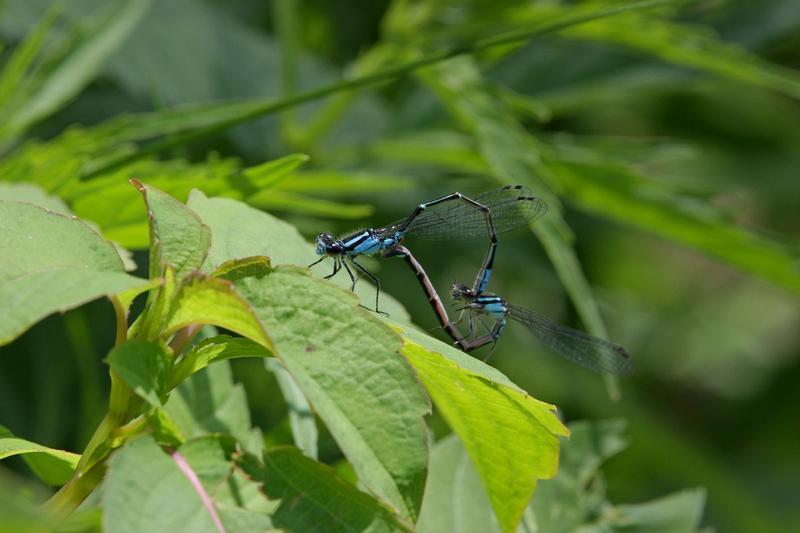 Photo of Skimming Bluet