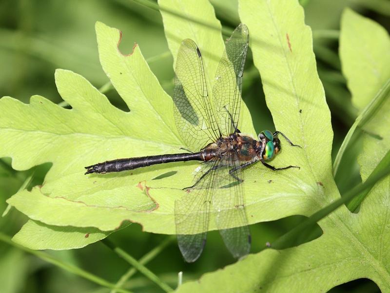 Photo of American Emerald