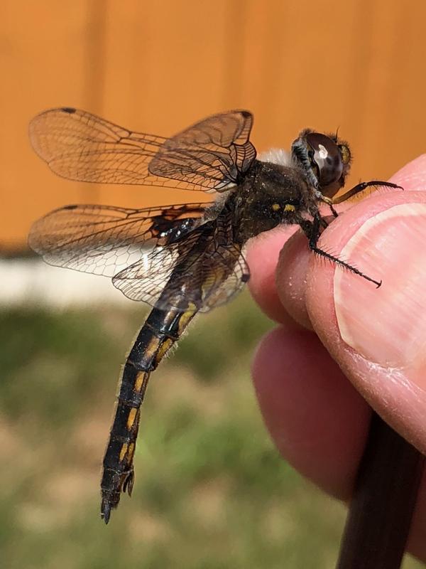 Photo of Common Baskettail