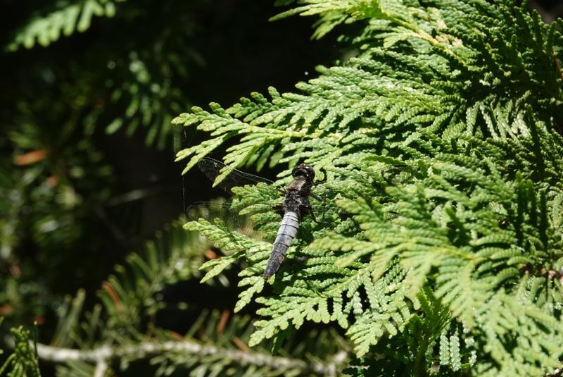 Photo of Chalk-fronted Corporal