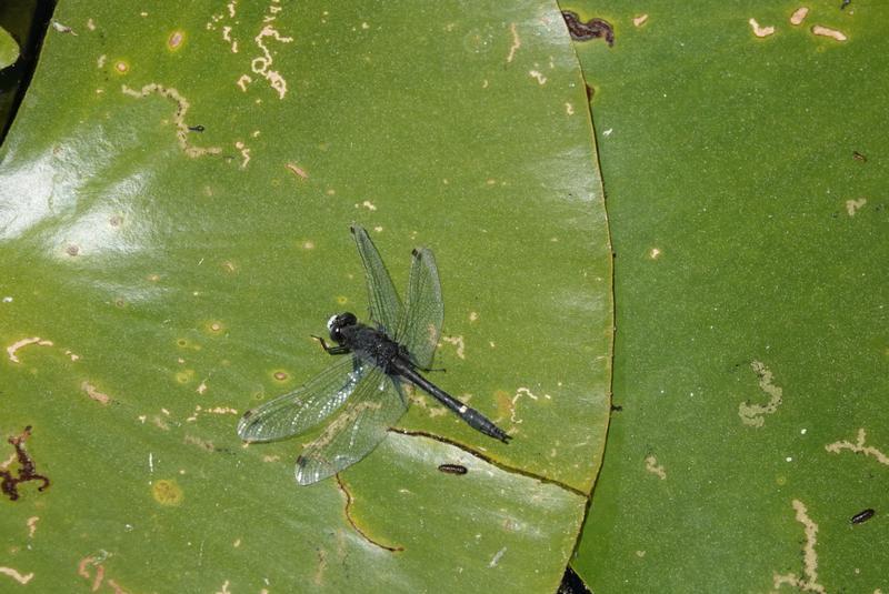 Photo of Dot-tailed Whiteface