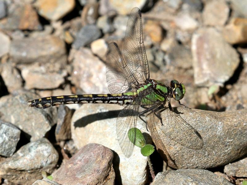 Photo of Riffle Snaketail