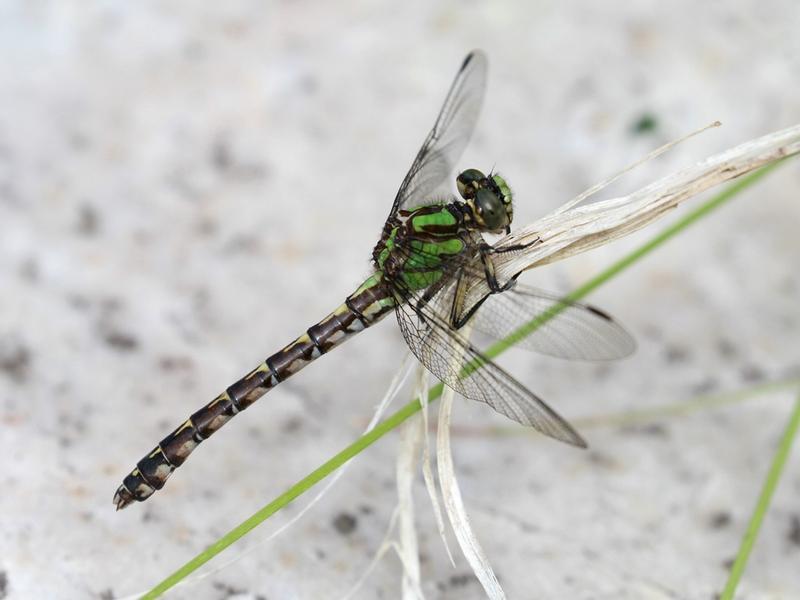 Photo of Boreal Snaketail