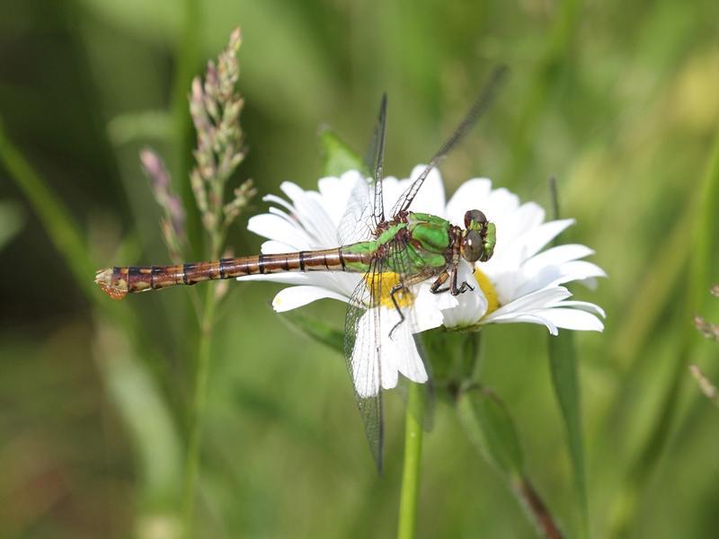 Photo of Rusty Snaketail