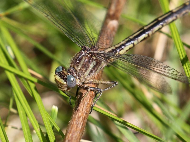 Photo of Dusky Clubtail