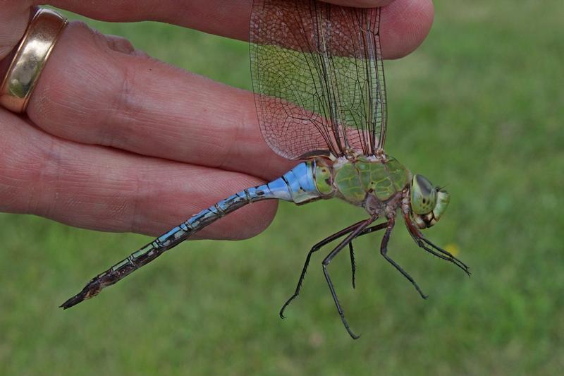 Photo of Common Green Darner