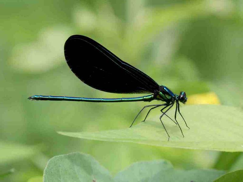 Photo of Ebony Jewelwing