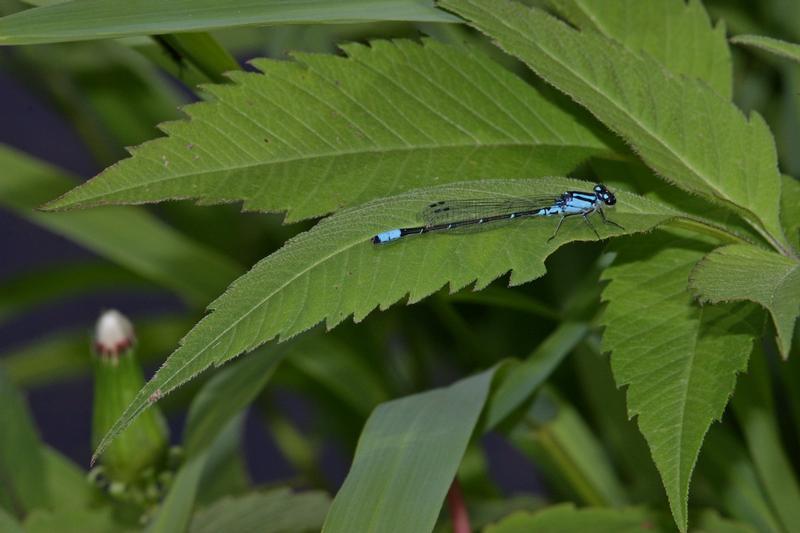 Photo of Skimming Bluet