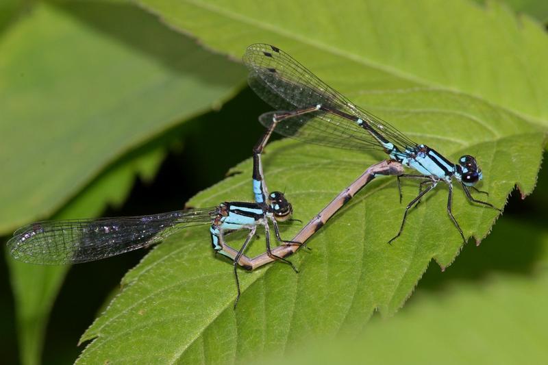 Photo of Skimming Bluet