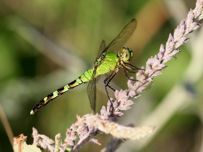 Photo of Eastern Pondhawk