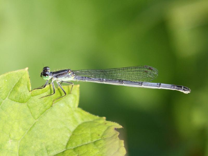 Photo of Eastern Forktail