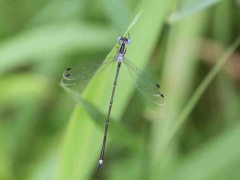 Photo of Slender Spreadwing