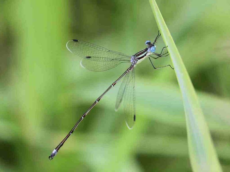 Photo of Slender Spreadwing