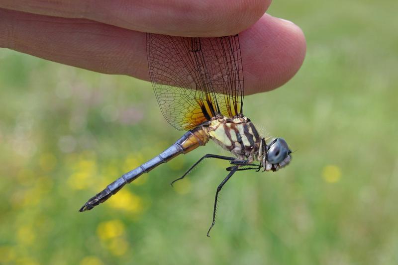 Photo of Blue Dasher