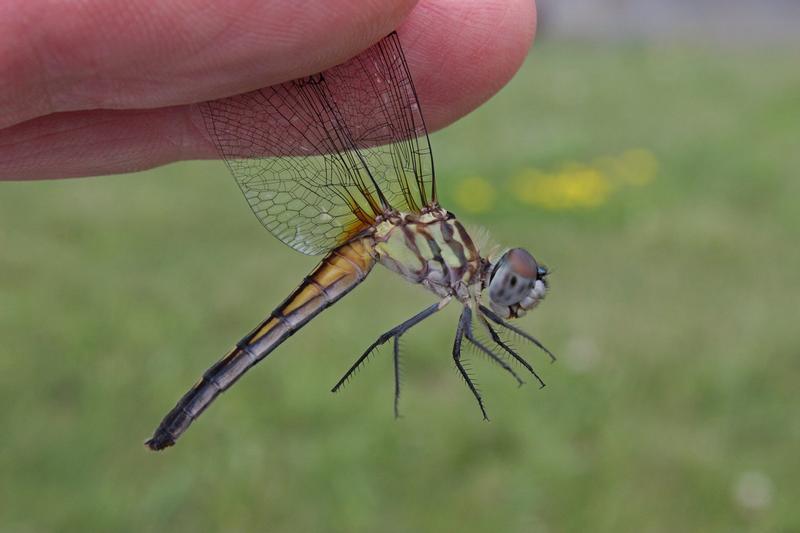 Photo of Blue Dasher