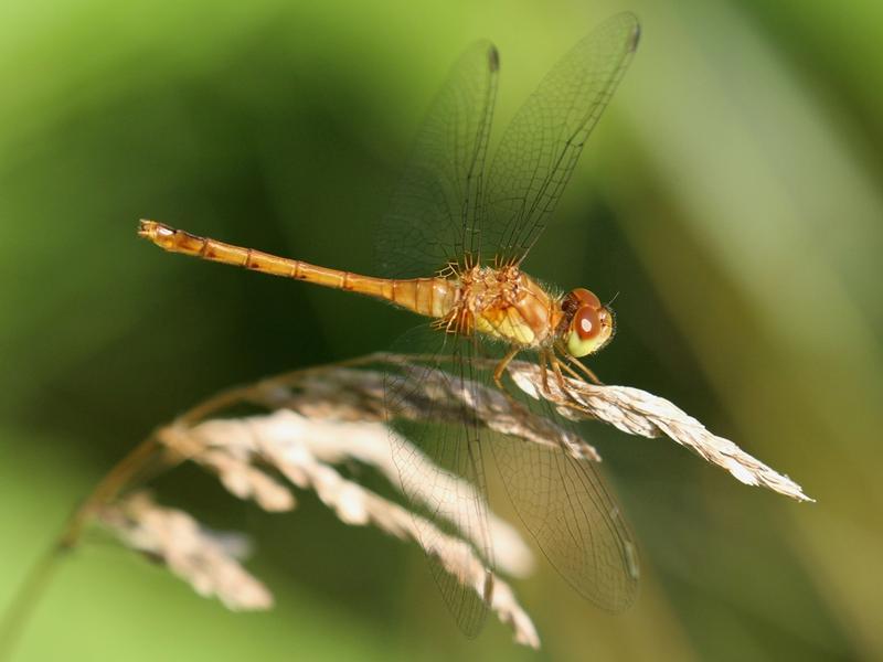 Photo of Autumn Meadowhawk