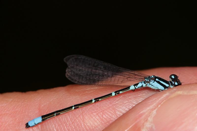 Photo of Skimming Bluet