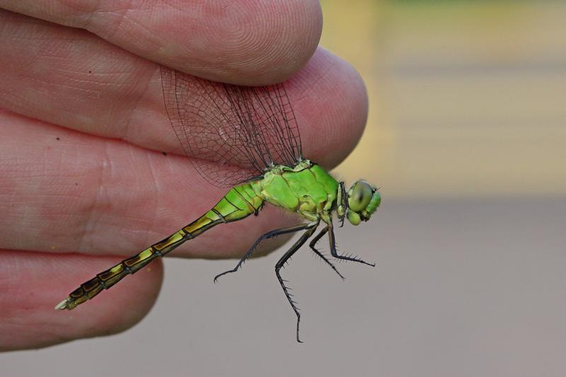 Photo of Eastern Pondhawk