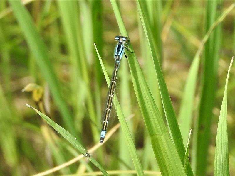 Photo of Skimming Bluet