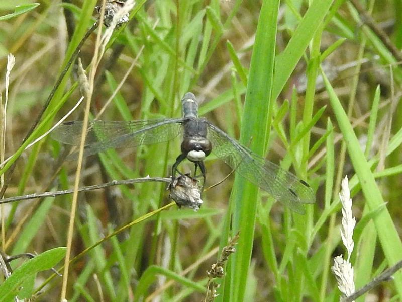 Photo of Dot-tailed Whiteface