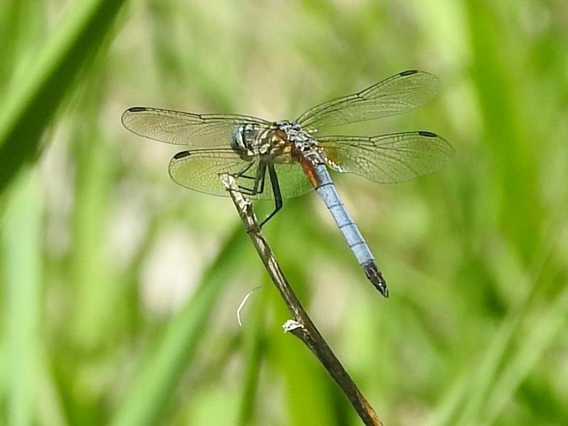 Photo of Blue Dasher