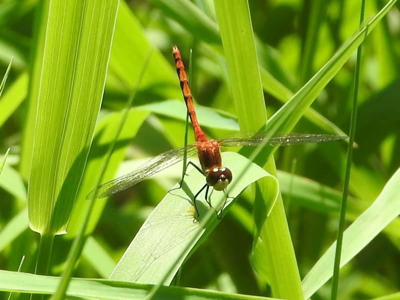 Photo of White-faced Meadowhawk