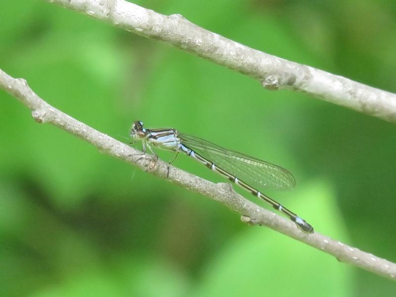 Photo of Skimming Bluet